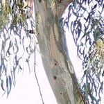 Eucalyptus camaldulensis Lubje