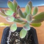 Crassula rogersii Hoja