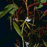 Epidendrum nocturnum 花