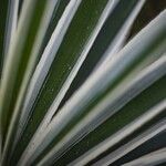 Agave vivipara Leaf