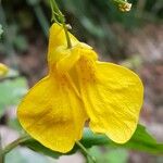 Impatiens noli-tangere Flower