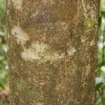 Licania densiflora Bark