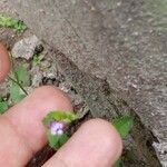 Torenia crustacea Kvet