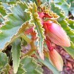 Begonia boliviensis Blomst