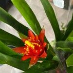 Guzmania lingulataFrunză