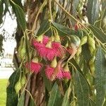 Eucalyptus leucoxylon Blad