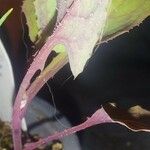 Lactuca muralis Leaf