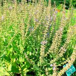 Salvia candelabrum Hábito