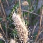 Bromus madritensis Frugt