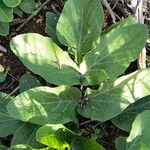 Magydaris panacifolia Blatt