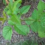 Rubus idaeus Leht