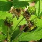 Rubus argutus Frucht