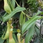Nepenthes × neglecta Kukka