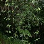 Dalechampia websteri Hábito