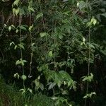 Dalechampia websteri Συνήθη χαρακτηριστικά