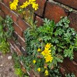 Senecio squalidus Libunga