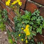 Senecio squalidus ശീലം