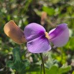 Vigna frutescens Blüte