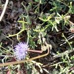 Jasione maritimaFlower