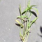 Digitaria sanguinalis Хабит