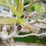 Ficus henryi Folha