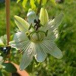 Passiflora subpeltata 花