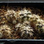 Parodia maassii Habitus