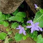 Campanula poscharskyana Costuma