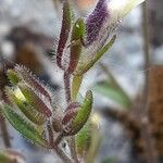 Chaenorrhinum rubrifolium