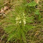 Pedicularis foliosa Yaprak