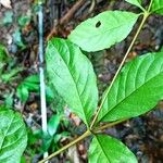 Rothmannia urcelliformis Leaf