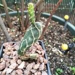 Opuntia dillenii Leht