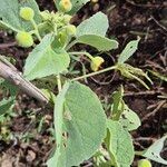 Abutilon pannosum Yaprak