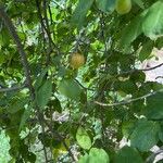 Prunus brigantina ᱥᱟᱠᱟᱢ