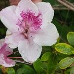 Rhododendron arborescens Floare