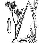 Fuirena pubescens 其他