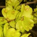 Ulmus minor Fruit