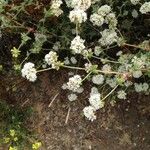 Eriogonum parvifolium 花