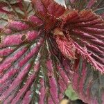 Begonia brevirimosa Leaf