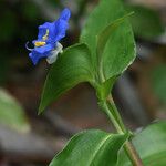 Commelina ensifolia 花