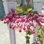 Clerodendrum thomsoniaeFlower