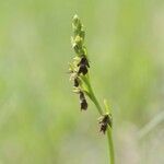 Ophrys insectifera 花