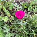 Callirhoe involucrata പുഷ്പം