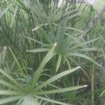 Cyperus papyrus Leaf