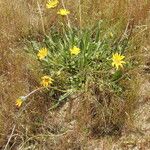 Wyethia angustifolia Hábito