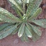 Echium asperrimum Leaf