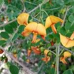 Colutea orientalis Flower