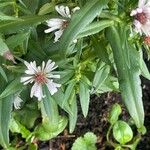 Symphyotrichum lanceolatum Levél