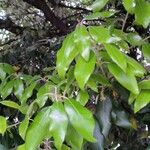 Quercus ilex Leht