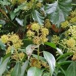 Hedera helixFlower